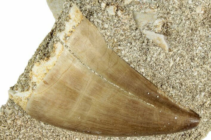 Fossil Mosasaur (Prognathodon) Tooth in Rock - Morocco #311857